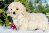 White Ribbon OFA, a male Cavapoo for sale in Evart, MI – Photo 10 of 10