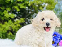 White Ribbon OFA, a male Cavapoo for sale in Evart, MI – Photo 4 of 10