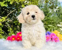 White Ribbon OFA, a male Cavapoo for sale in Evart, MI – Photo 9 of 10