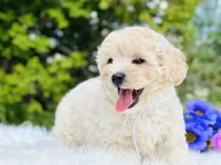 White Ribbon OFA, a male Cavapoo for sale in Evart, MI – Photo 3 of 10