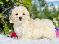 White Ribbon OFA, a male Cavapoo for sale in Evart, MI – Photo 8 of 10