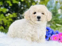 White Ribbon OFA, a male Cavapoo for sale in Evart, MI – Photo 2 of 10
