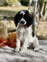 Kato(AKC), a male Poodle - Multi-Colored Standard and Poodle - Standard  for sale in Evart, MI – Photo 2 of 8