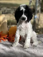 Kato(AKC), a male Poodle - Multi-Colored Standard and Poodle - Standard  for sale in Evart, MI – Photo 3 of 8
