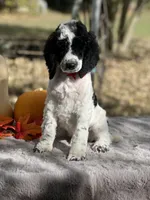 Kato(AKC), a male Poodle - Multi-Colored Standard and Poodle - Standard  for sale in Evart, MI – Photo 8 of 8