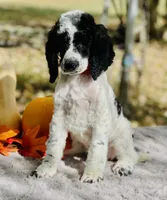 Kato(AKC), a male Poodle - Multi-Colored Standard and Poodle - Standard  for sale in Evart, MI – Photo 5 of 8