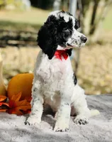 Kato(AKC), a male Poodle - Multi-Colored Standard and Poodle - Standard  for sale in Evart, MI – Photo 4 of 8