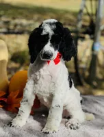 Kato(AKC), a male Poodle - Multi-Colored Standard and Poodle - Standard  for sale in Evart, MI – Photo 1 of 8