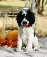 Kato(AKC), a male Poodle - Multi-Colored Standard and Poodle - Standard  for sale in Evart, MI – Photo 6 of 8