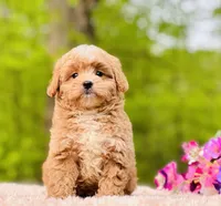 Baxterhold, a male Poodle and Cavapoo for sale in Evart, MI – Photo 2 of 10