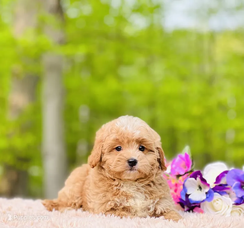 Baxterhold, a male Poodle and Cavapoo for sale in Evart, MI – Photo 1 of 10