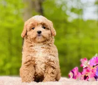 Baxterhold, a male Poodle and Cavapoo for sale in Evart, MI – Photo 9 of 10