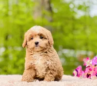 Baxterhold, a male Poodle and Cavapoo for sale in Evart, MI – Photo 5 of 10