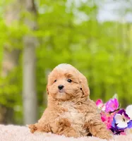 Baxterhold, a male Poodle and Cavapoo for sale in Evart, MI – Photo 4 of 10