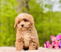 Baxterhold, a male Poodle and Cavapoo for sale in Evart, MI – Photo 10 of 10