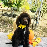 Harley(yellow bow), a male Poodle - Toy  and Poodle - Standard  for sale in Evart, MI – Photo 9 of 10