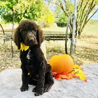 Harley(yellow bow), a male Poodle - Toy  and Poodle - Standard  for sale in Evart, MI – Photo 7 of 10