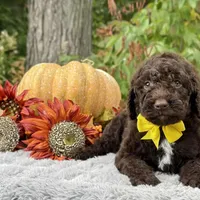 Harley(yellow bow), a male Poodle - Toy  and Poodle - Standard  for sale in Evart, MI – Photo 5 of 10