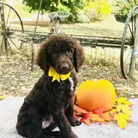 Harley(yellow bow), a male Poodle - Toy  and Poodle - Standard  for sale in Evart, MI – Photo 10 of 10
