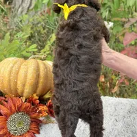 Harley(yellow bow), a male Poodle - Toy  and Poodle - Standard  for sale in Evart, MI – Photo 2 of 10