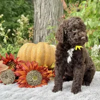 Harley(yellow bow), a male Poodle - Toy  and Poodle - Standard  for sale in Evart, MI – Photo 3 of 10