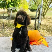Harley(yellow bow), a male Poodle - Toy  and Poodle - Standard  for sale in Evart, MI – Photo 8 of 10