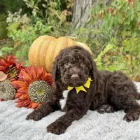 Harley(yellow bow), a male Poodle - Toy  and Poodle - Standard  for sale in Evart, MI – Photo 4 of 10