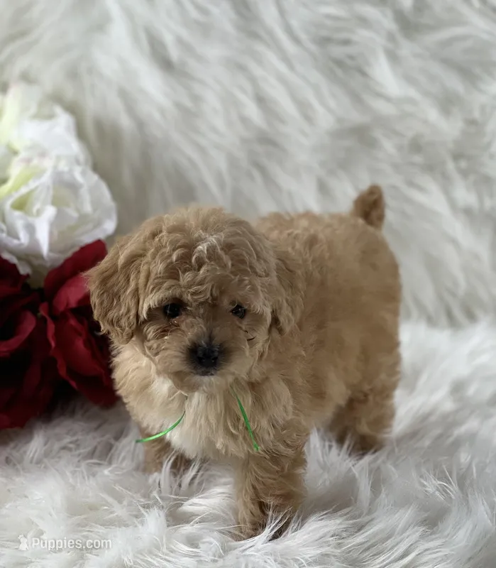 Dexter, a male Cavalier King Charles Spaniel for sale in Evart, MI – Photo 1 of 10