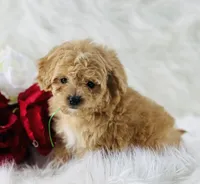 Dexter, a male Cavalier King Charles Spaniel for sale in Evart, MI – Photo 7 of 10