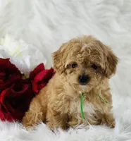 Dexter, a male Cavalier King Charles Spaniel for sale in Evart, MI – Photo 6 of 10