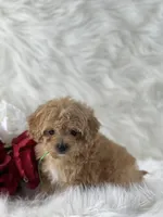 Dexter, a male Cavalier King Charles Spaniel for sale in Evart, MI – Photo 4 of 10