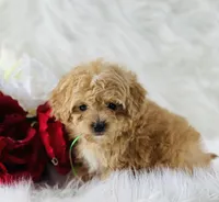 Dexter, a male Cavalier King Charles Spaniel for sale in Evart, MI – Photo 10 of 10