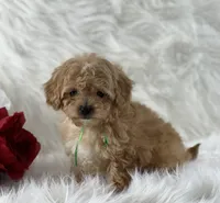 Dexter, a male Cavalier King Charles Spaniel for sale in Evart, MI – Photo 8 of 10