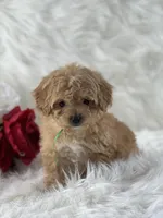 Dexter, a male Cavalier King Charles Spaniel for sale in Evart, MI – Photo 9 of 10