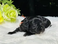 Apollo(hold), a male Cavapoo for sale in Evart, MI – Photo 9 of 10