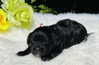 Apollo(hold), a male Cavapoo for sale in Evart, MI – Photo 8 of 10