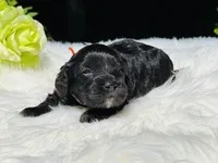 Apollo(hold), a male Cavapoo for sale in Evart, MI – Photo 1 of 10