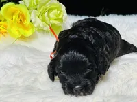 Apollo(hold), a male Cavapoo for sale in Evart, MI – Photo 3 of 10