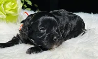 Apollo(hold), a male Cavapoo for sale in Evart, MI – Photo 2 of 10