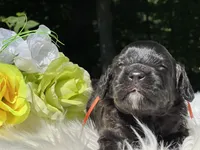 Apollo(hold), a male Cavapoo for sale in Evart, MI – Photo 4 of 10