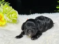 Apollo(hold), a male Cavapoo for sale in Evart, MI – Photo 7 of 10