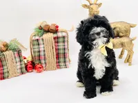 Noelle OFAhold, a male Cavapoo for sale in Evart, MI – Photo 1 of 10