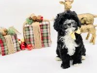 Noelle OFAhold, a male Cavapoo for sale in Evart, MI – Photo 5 of 10