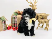 Noelle OFAhold, a male Cavapoo for sale in Evart, MI – Photo 6 of 10