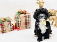 Noelle OFAhold, a male Cavapoo for sale in Evart, MI – Photo 3 of 10