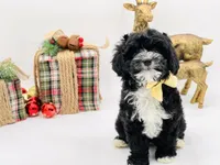 Noelle OFAhold, a male Cavapoo for sale in Evart, MI – Photo 2 of 10