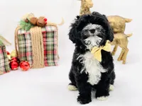 Noelle OFAhold, a male Cavapoo for sale in Evart, MI – Photo 7 of 10