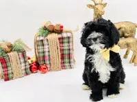 Noelle OFAhold, a male Cavapoo for sale in Evart, MI – Photo 9 of 10