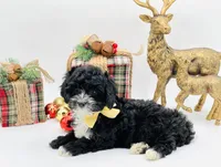 Noelle OFAhold, a male Cavapoo for sale in Evart, MI – Photo 4 of 10