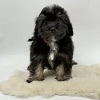 Red Ribbon, a male Havapoo for sale in Evart, MI – Photo 9 of 10